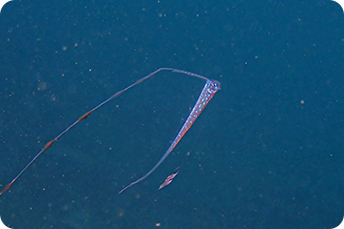 リュウグウノツカイ　写真