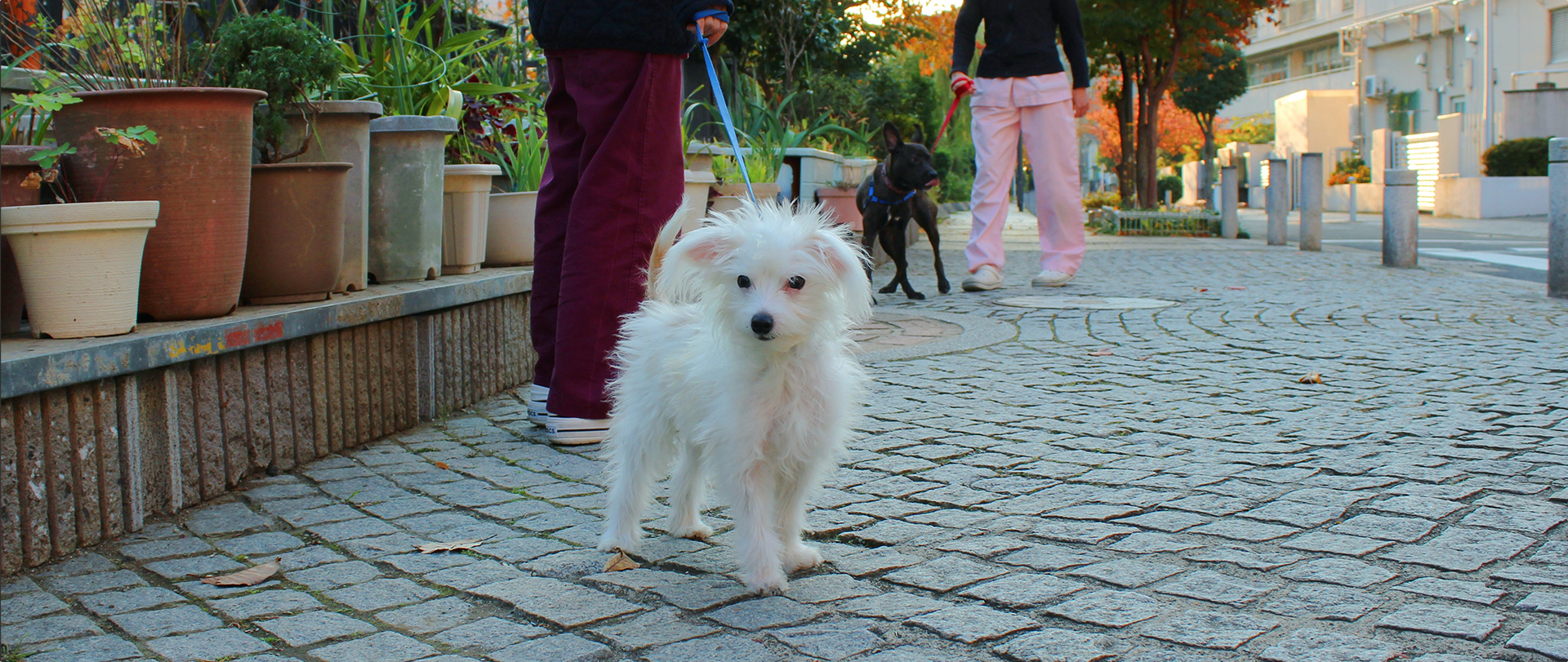 たんぽぽ動物病院パピークラス