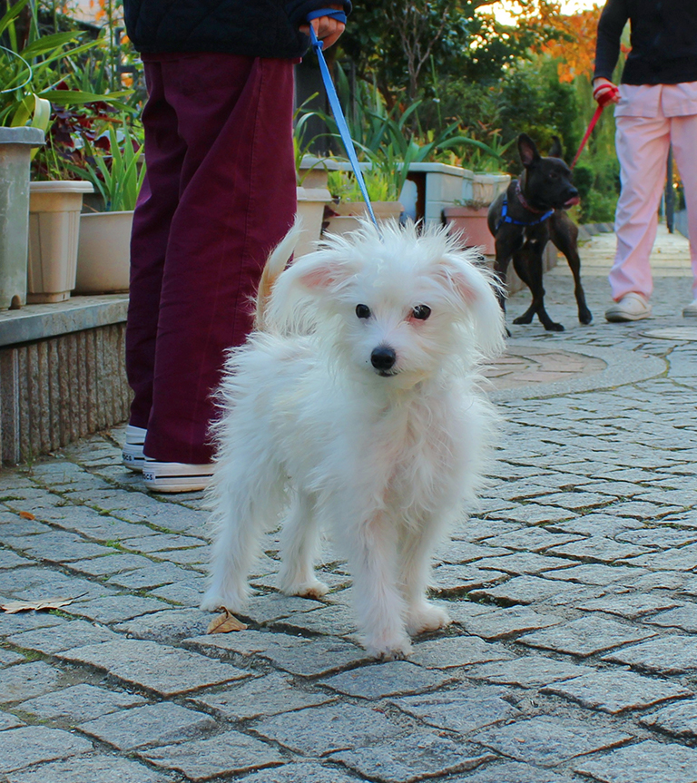 たんぽぽ動物病院パピークラス