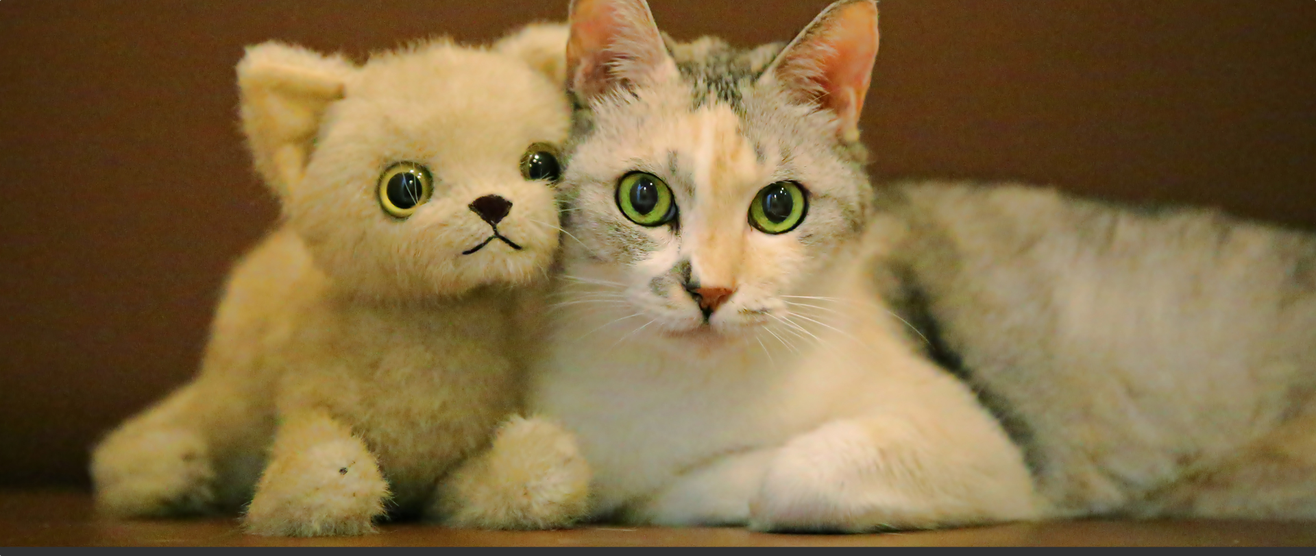 たんぽぽ動物病院診察風景