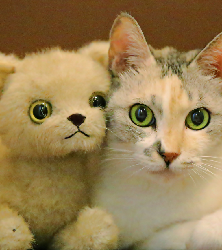 たんぽぽ動物病院診察風景